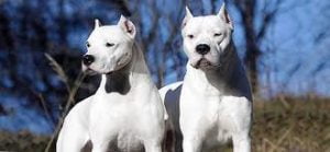 Raça Dogo Argentino - Características da raça, fotos e vídeos