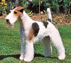 Raça Fox Terrier de Pelo Duro - Características da raça, fotos e vídeos