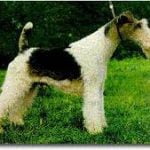 Raça Fox Terrier de Pelo Duro - Características da raça, fotos e vídeos