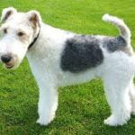 Raça Fox Terrier de Pelo Duro - Características da raça, fotos e vídeos