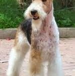 Raça Fox Terrier de Pelo Duro - Características da raça, fotos e vídeos