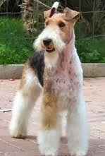 Raça Fox Terrier de Pelo Duro - Características da raça, fotos e vídeos