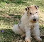 Raça Fox Terrier de Pelo Duro - Características da raça, fotos e vídeos