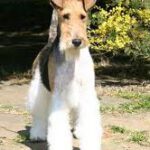 Raça Fox Terrier de Pelo Duro - Características da raça, fotos e vídeos