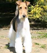 Raça Fox Terrier de Pelo Duro - Características da raça, fotos e vídeos