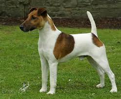 Raça Fox Terrier de Pelo Liso - Características da raça, fotos e vídeos