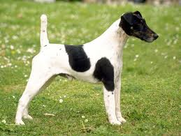 Raça Fox Terrier de Pelo Liso - Características da raça, fotos e vídeos