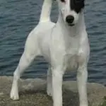 Raça Fox Terrier de Pelo Liso - Características da raça, fotos e vídeos