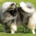 Raça Keeshond - Características da raça, fotos e vídeos