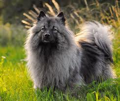 Raça Keeshond - Características da raça, fotos e vídeos