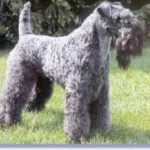 Raça Kerry Blue Terrier - Características da raça, fotos e vídeos