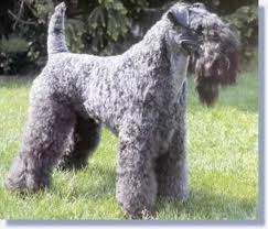 Raça Kerry Blue Terrier - Características da raça, fotos e vídeos