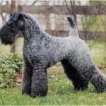 Raça Kerry Blue Terrier - Características da raça, fotos e vídeos