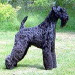 Raça Kerry Blue Terrier - Características da raça, fotos e vídeos