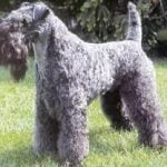 Raça Kerry Blue Terrier - Características da raça, fotos e vídeos