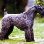 Raça Kerry Blue Terrier - Características da raça, fotos e vídeos