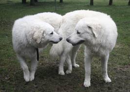 Raça Kuvasz – Características da raça, fotos e vídeos