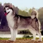 Raça Malamute do Alaska – Características da raça, fotos e vídeos