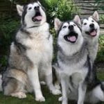 Raça Malamute do Alaska – Características da raça, fotos e vídeos