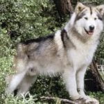 Raça Malamute do Alaska – Características da raça, fotos e vídeos