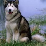 Raça Malamute do Alaska – Características da raça, fotos e vídeos