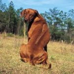 Raça Rhodesian Ridgeback - Características da raça, fotos e vídeos