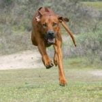 Raça Rhodesian Ridgeback - Características da raça, fotos e vídeos