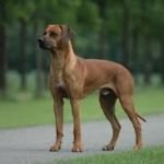 Raça Rhodesian Ridgeback - Características da raça, fotos e vídeos