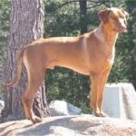 Raça Rhodesian Ridgeback - Características da raça, fotos e vídeos