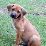 Raça Rhodesian Ridgeback - Características da raça, fotos e vídeos