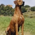 Raça Rhodesian Ridgeback - Características da raça, fotos e vídeos