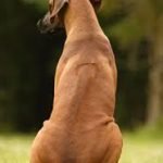 Raça Rhodesian Ridgeback - Características da raça, fotos e vídeos