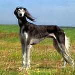 Raça Saluki – Características da raça, fotos e vídeos