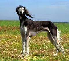 Raça Saluki – Características da raça, fotos e vídeos