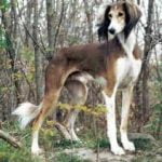 Raça Saluki – Características da raça, fotos e vídeos