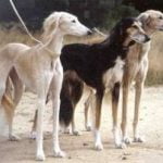 Raça Saluki – Características da raça, fotos e vídeos