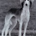 Raça Saluki – Características da raça, fotos e vídeos