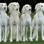 Raça Saluki – Características da raça, fotos e vídeos