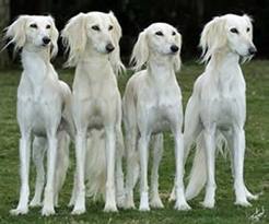 Raça Saluki – Características da raça, fotos e vídeos