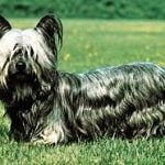 Raça Skye Terrier – Características da raça, fotos e vídeos