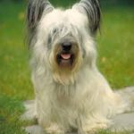 Raça Skye Terrier – Características da raça, fotos e vídeos