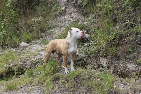 Raça do Pit Bull – Características da raça, fotos e vídeos Raça do Pit Bull – Características da raça, fotos e vídeos
