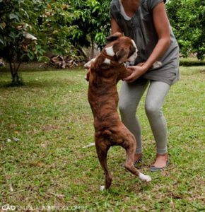 como-fazer-o-cão-pular-menos