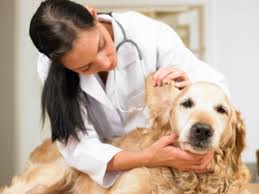 Cuidados para Limpar as Orelhas do seu Cão