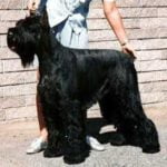 Raça Schnauzer Gigante – Características da raça, fotos e vídeos