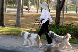 como-treinar-seu-cão-para-passeios