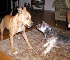 evitar-brigas-de-cães