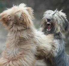 evitar-brigas-de-cães