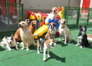 como-escolher-a-creche-do-seu-cão