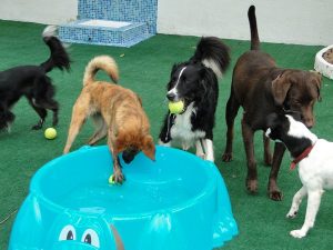 como-escolher-a-creche-do-seu-cão